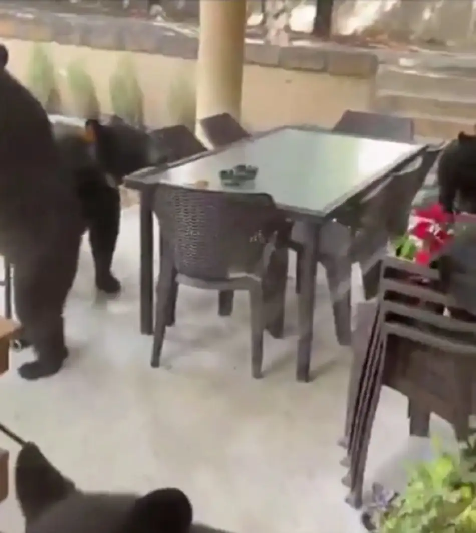 familia de osos en patio de una casa