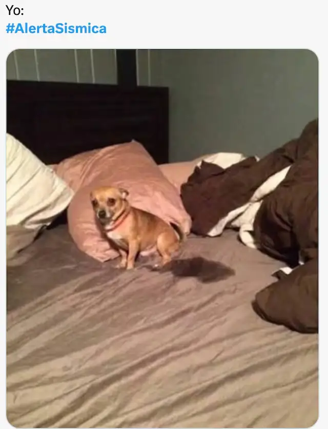 Estos son los memes que dejó el temblor hoy 16 de enero y la alerta sísmica 8 memes del sismo hoy 16 de enero