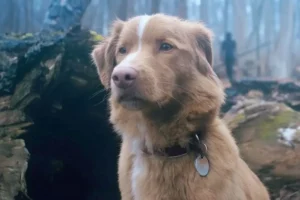 Perro Indy gana el Astra 2026 por su actuación en “Good Boy”