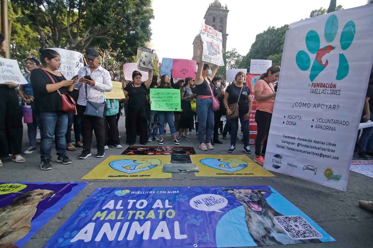 Buscan vetar a candidatos con antecedentes de maltrato animal en Puebla