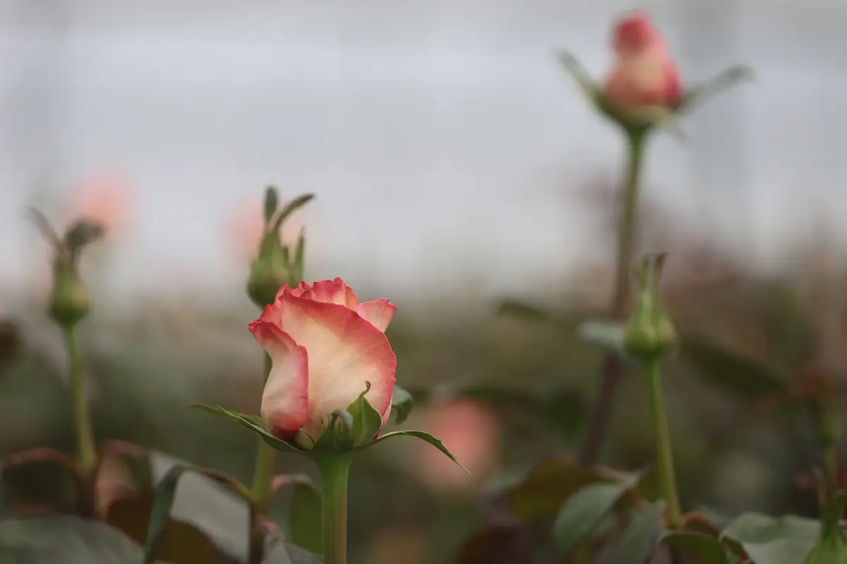 Conoce las Rosas de Chiautzingo: variedad de colores