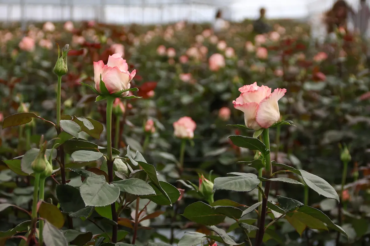 Conoce las Rosas de Chiautzingo: variedad de colores