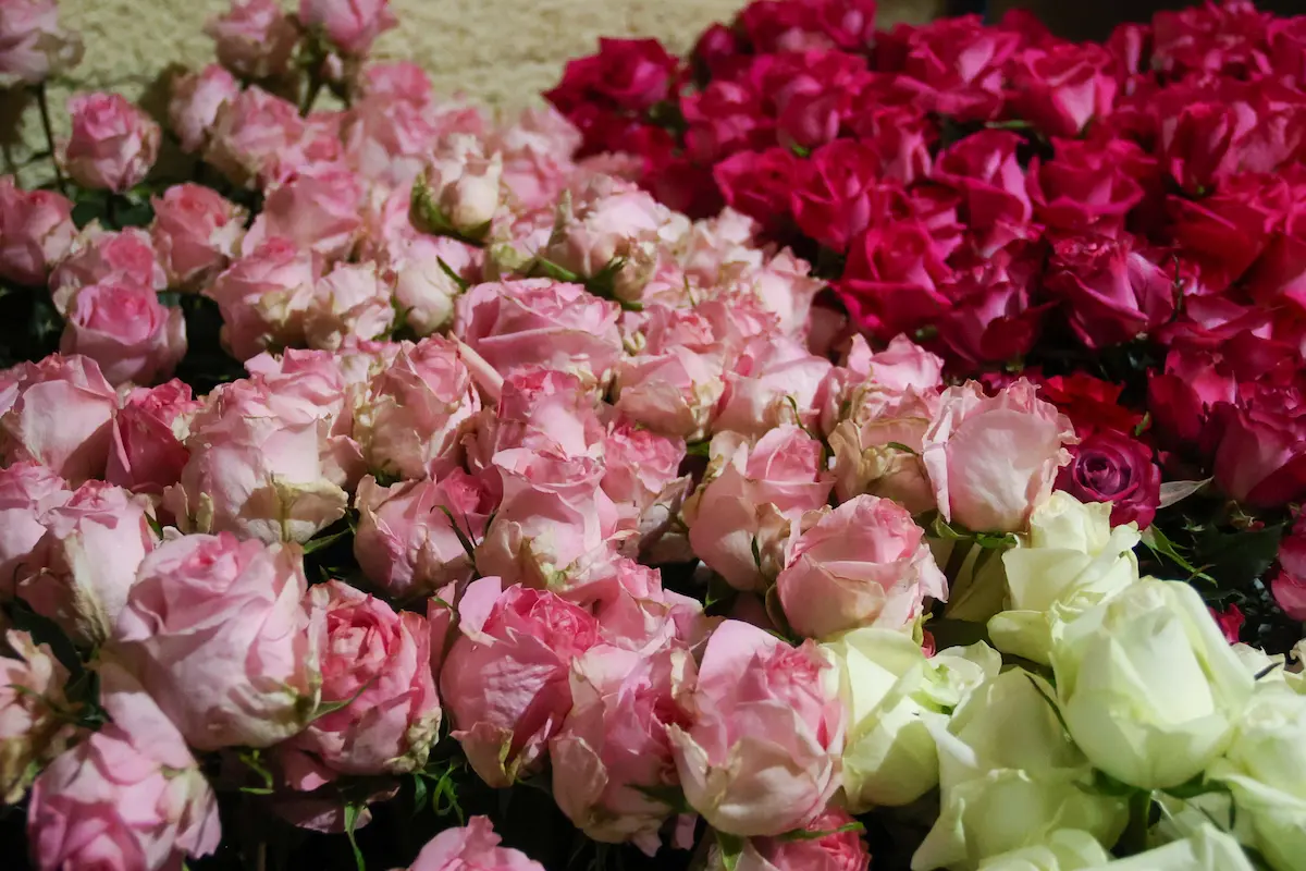 Conoce las Rosas de Chiautzingo: variedad de colores