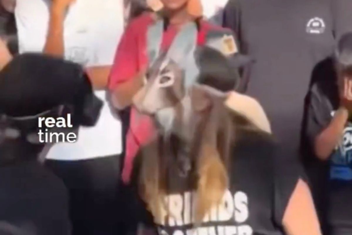 Dos therian pelean a ladridos en una plaza comercial y se vitalizan