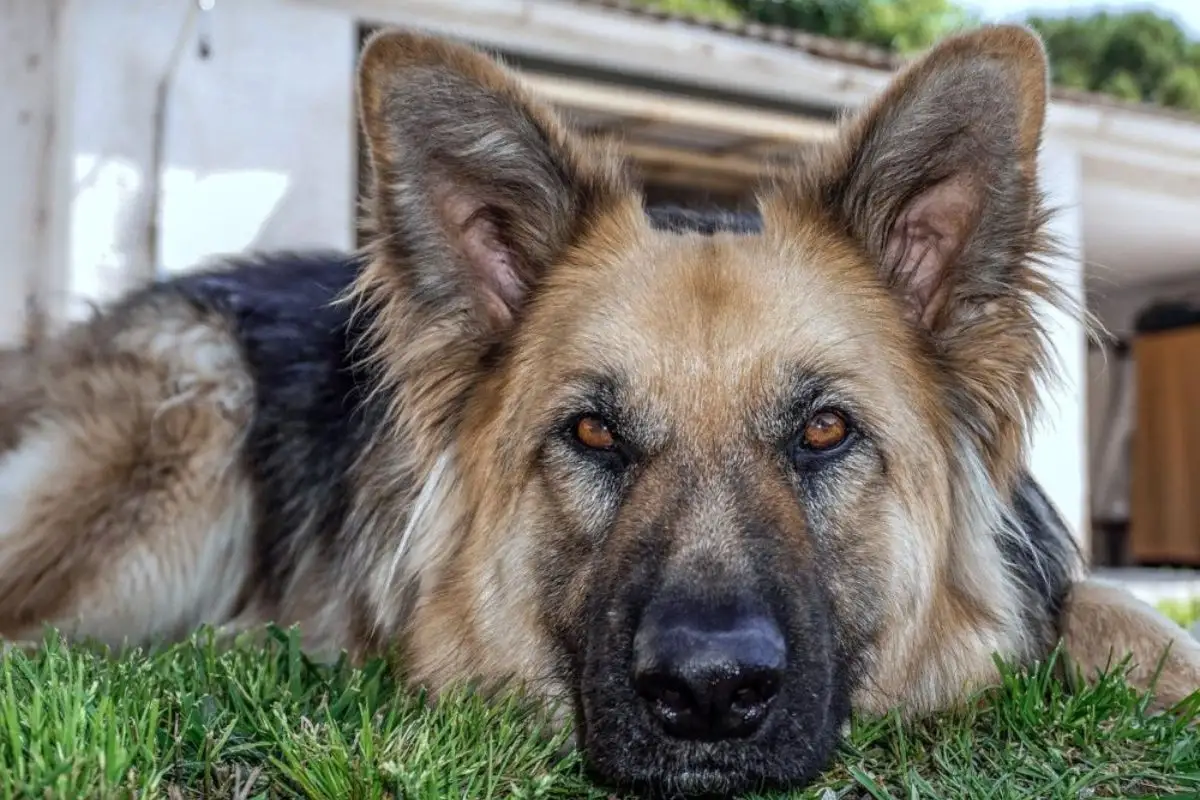 Matan a perro en Haras del Bosques y exigen justicia