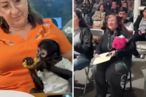 Profepa denuncia a regidora de Ocotlán captada con mono araña